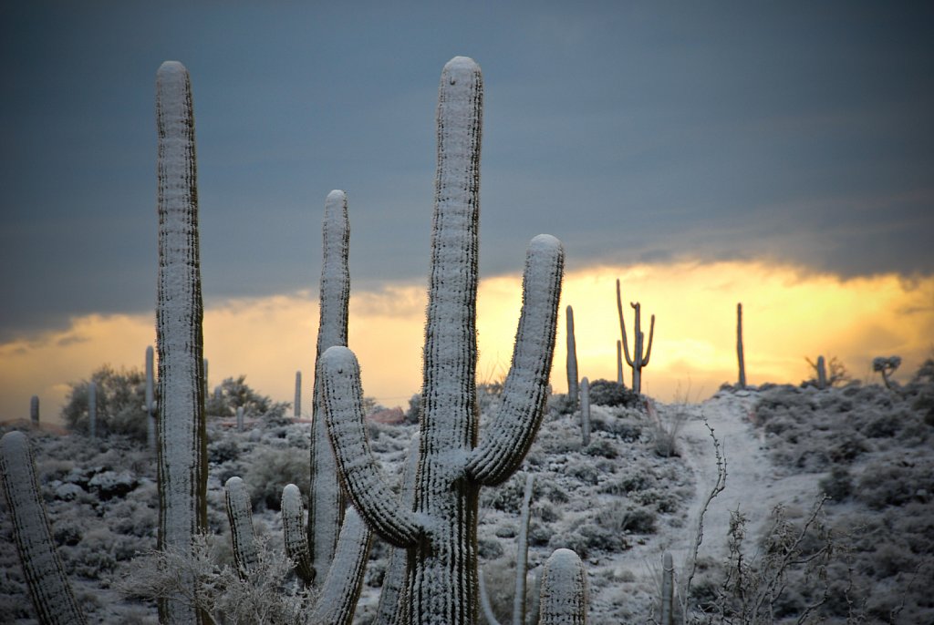 Saguaros at Sunrise