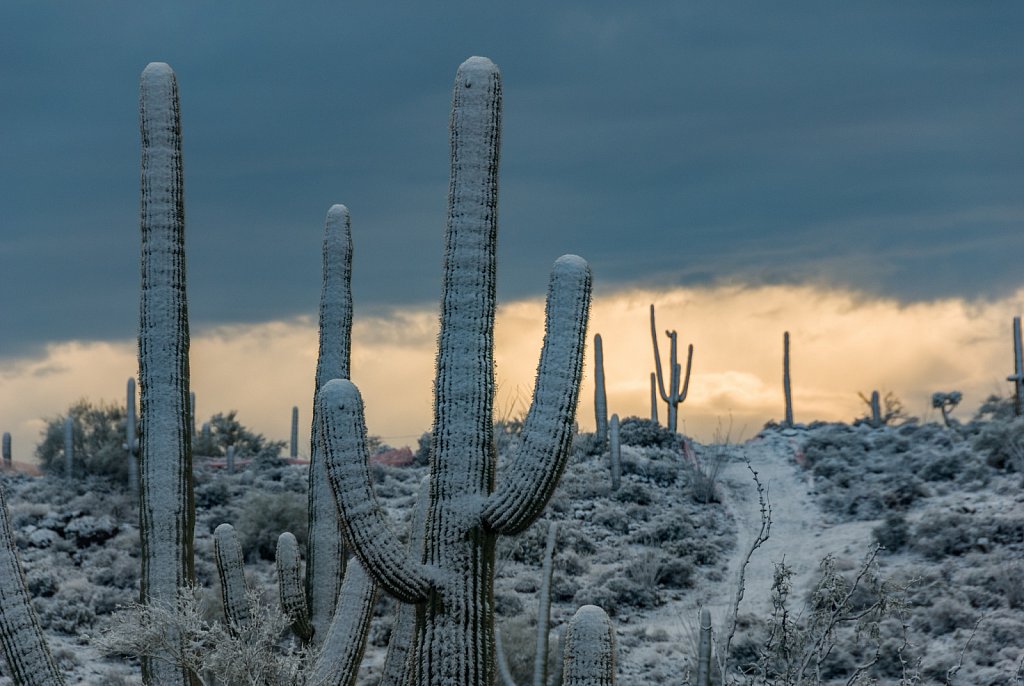 Saguaro Cactus in the Snow