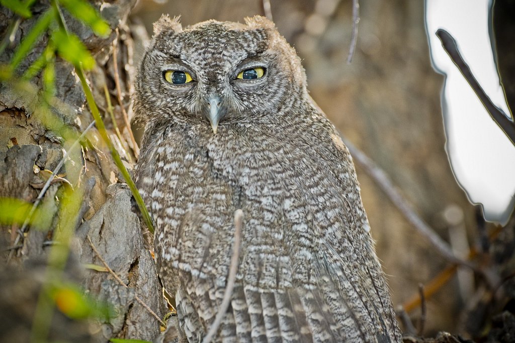 Backlit Western Screech Owl