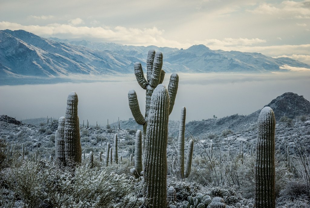 Tucson Valley in Winter