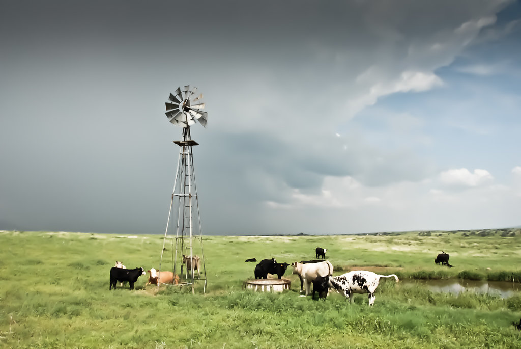 Cows and Windmill