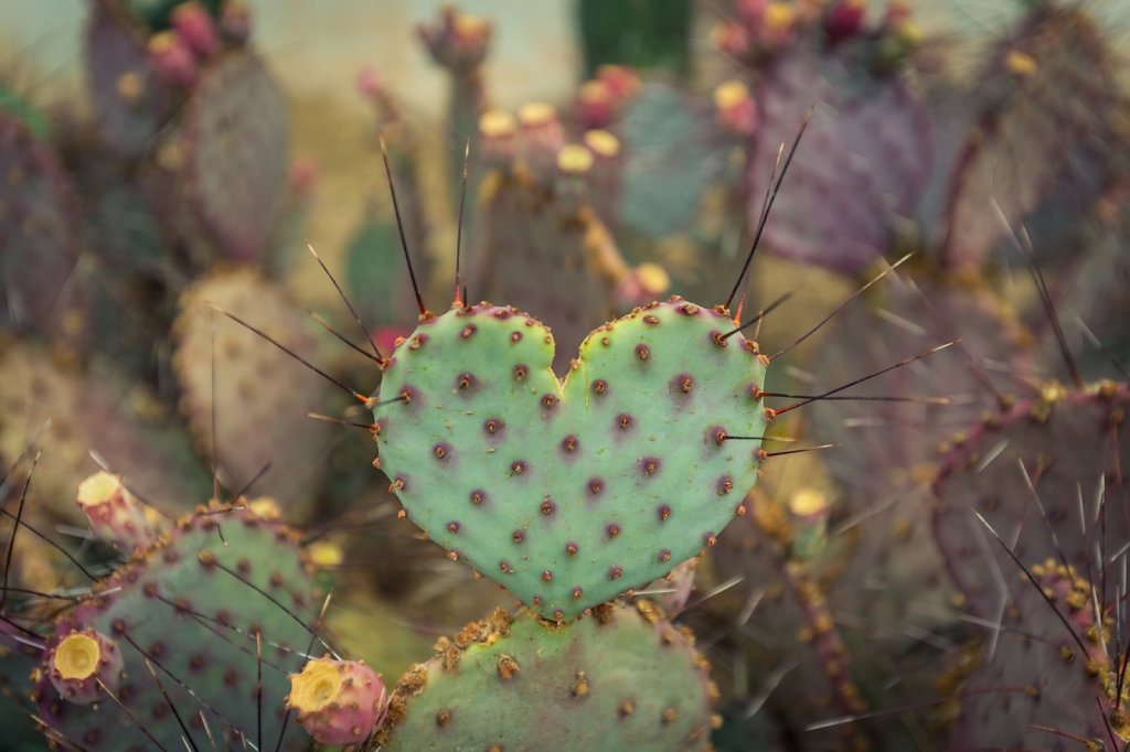 Heart Cactus