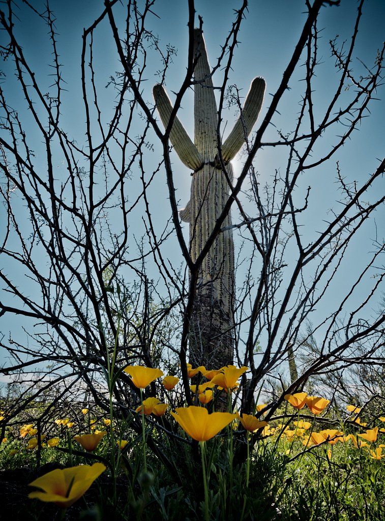 Mexican Poppies and Saguaro