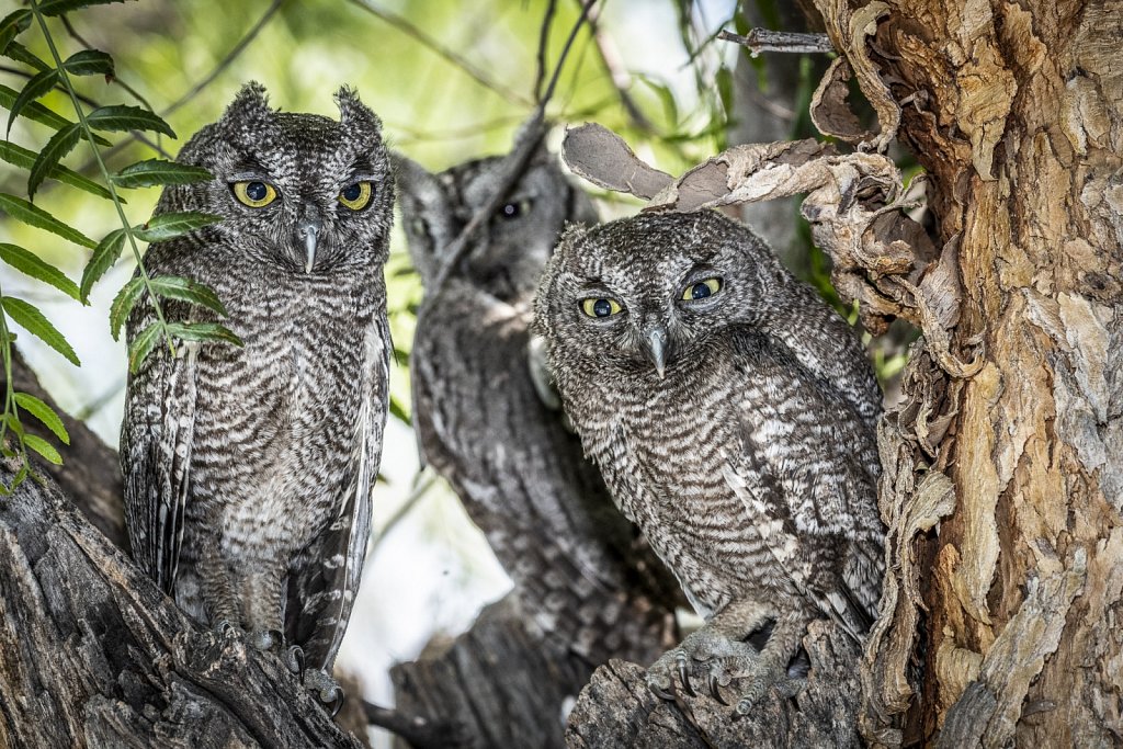 A Trio of Western Screech Owls
