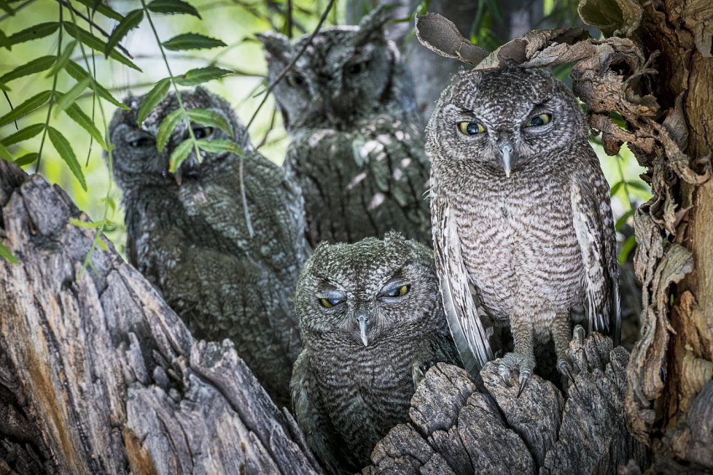 A Family of Western Screech Owls