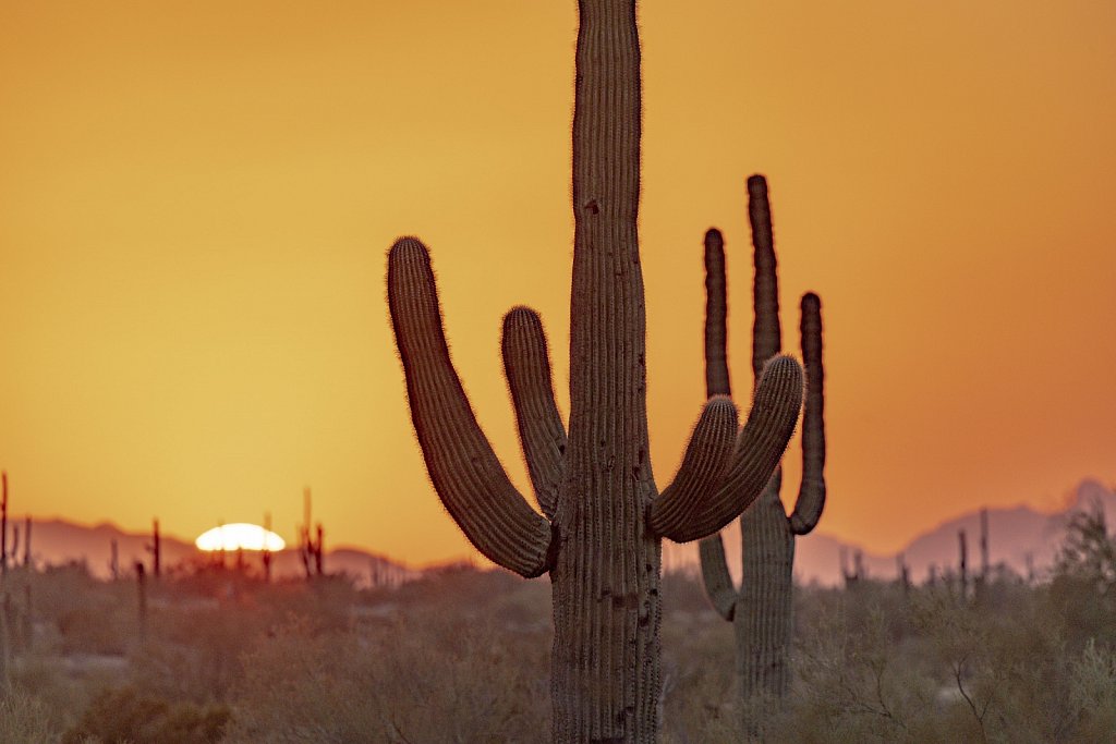 Saguaros at Sunset
