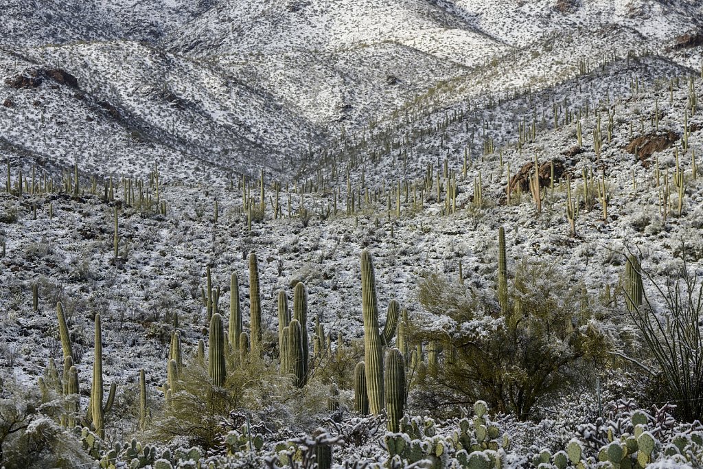 Saguaros in Winter