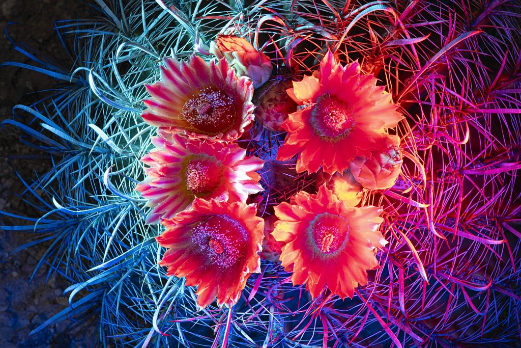 Cactus-flowers0923-012.jpg