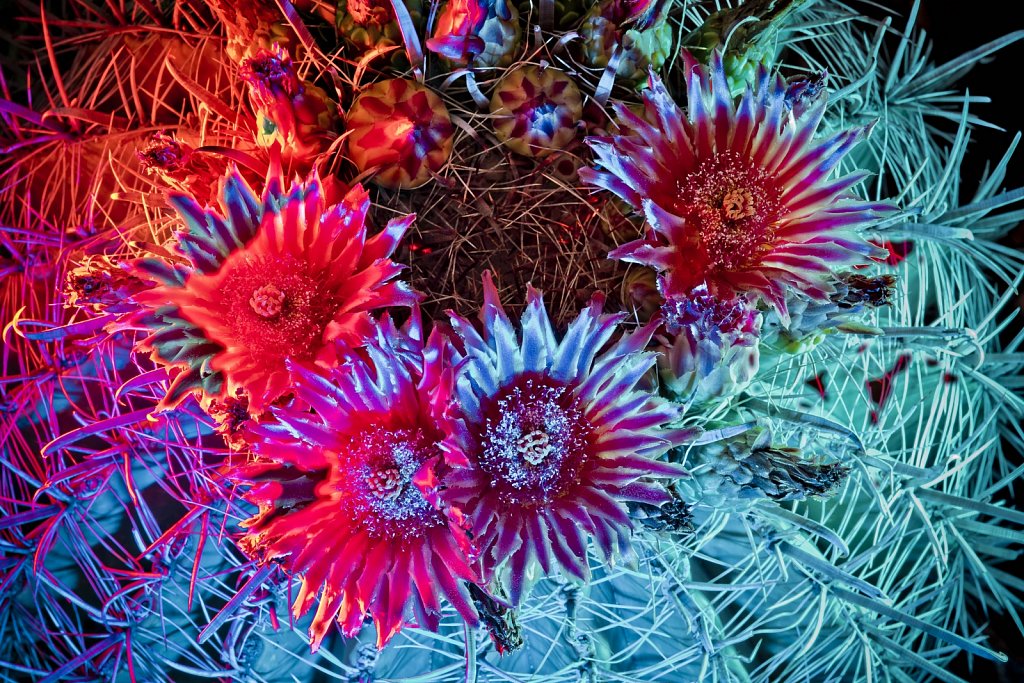 Cactus-flowers0923-027-HDR.jpg